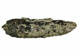 1.7" Fossil Sitka Spruce (Picea) Pine Cone - Washington State - #130265-1